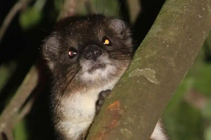 Ученые обнаружили новый вид млекопитающих. Этот милаш - родственник слона!