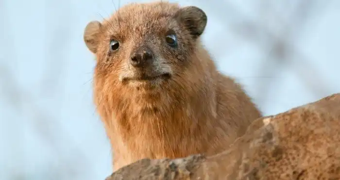 Ученые обнаружили новый вид млекопитающих. Этот милаш - родственник слона!