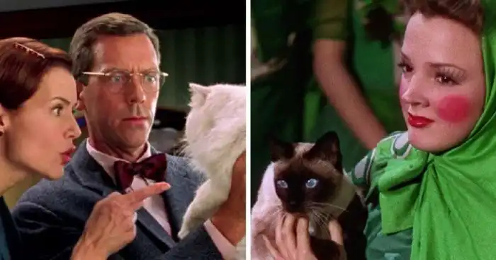 35 фильмов для тех, кому нравится, когда в кадре появляется кошка
