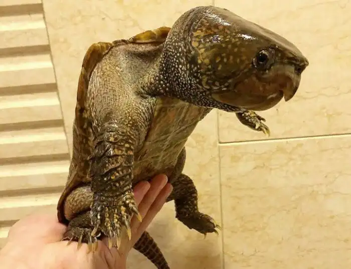 Большеголовая черепаха: Рептилия с головой в половину тела и клювом трицератопса лазает по деревьям и скалам, как кошка!