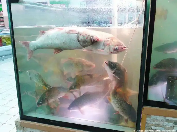 «Свежая» рыба. Что на самом деле происходит в аквариумах супермаркетов?