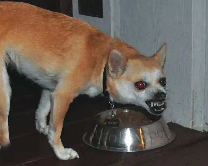 Почему собаки сатанеют, когда пытаешься отобрать у них еду, а кошкам вообще всё равно?