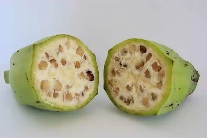 Бананы уже не будут прежними: Что не так с этой ягодой?