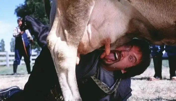 Как Бурёнки повлияли на наши гены? Зачем быкам в носу кольца? Почему коров нельзя не доить?
