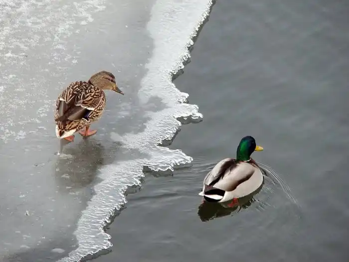 Почему птицам не холодно бегать босиком по снегу и плавать в оледенелых озёрах?