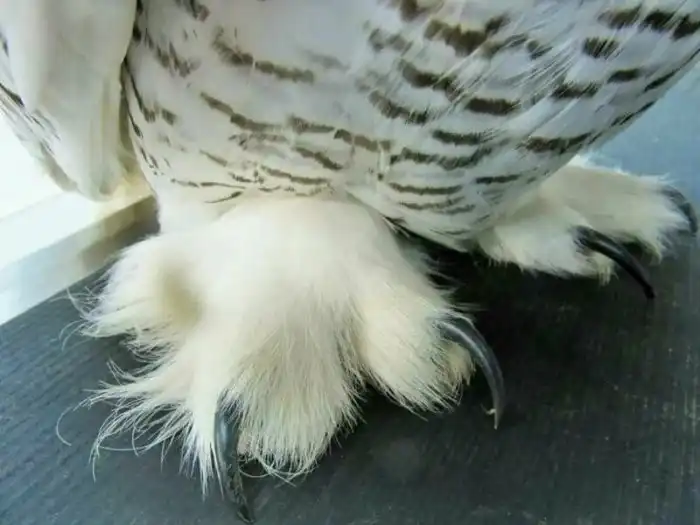 Почему птицам не холодно бегать босиком по снегу и плавать в оледенелых озёрах?