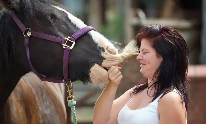 Усатые лошади: Мутация, от которой кони становятся усатыми и бородатыми. Описание и примеры странных коней