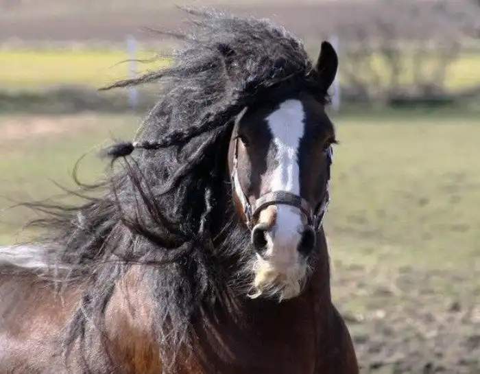 Усатые лошади: Мутация, от которой кони становятся усатыми и бородатыми. Описание и примеры странных коней