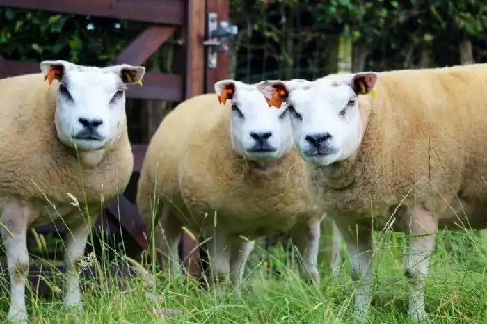 Белтекс: Как будто смесь коровы, собаки и свиньи. Жутковатое (но полезное) домашнее животное.