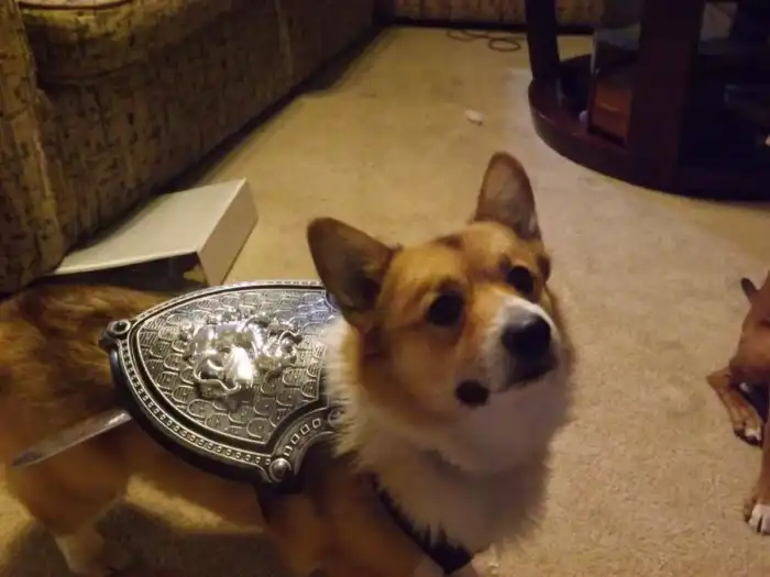 Корги: Не милая булочка, а настоящий пастуший пёс! Как такая маленькая собака управляется с целым стадом?