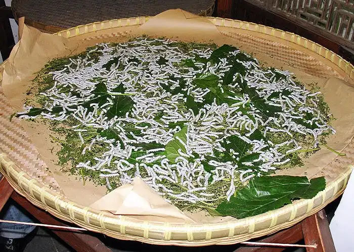 Паутина за 500.000 $ и дорогущий потолок из миллиона жуков. Какие букашки могут стоить целое состояние?