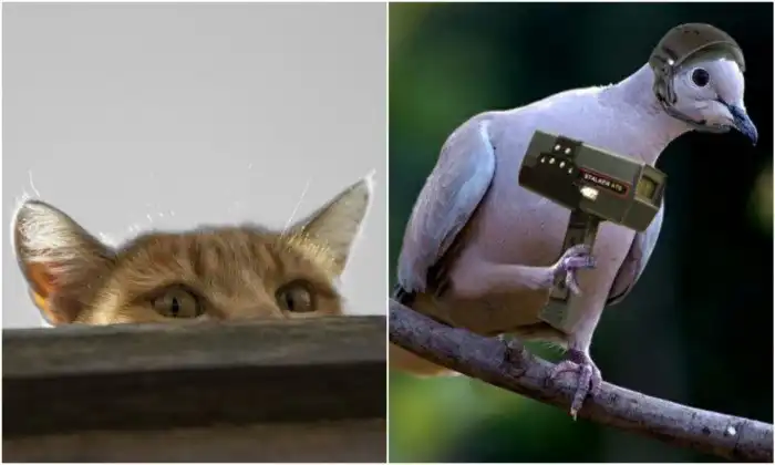 5 случаев из истории, когда животных использовали как шпионов