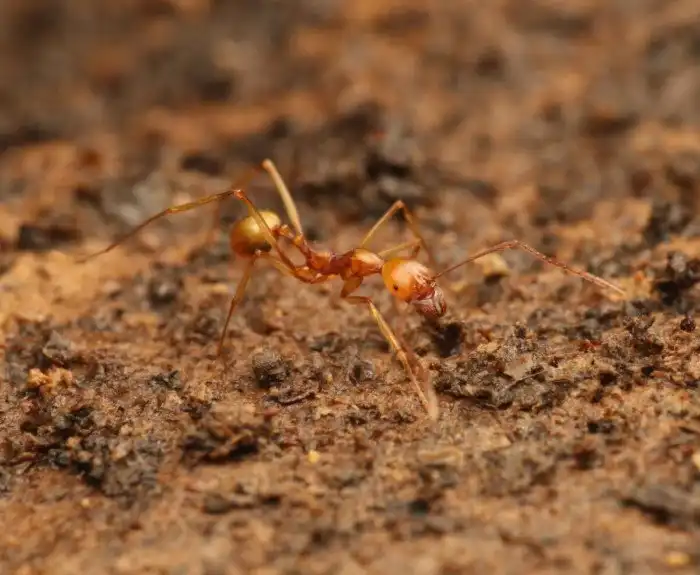 Орудия труда у муравьёв: Насекомые в очередной раз доказали, что они не глупее приматов