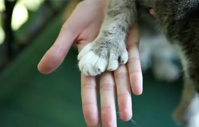 Шестипалые кошки: Плюсы и минусы котов, у которых 6 и более пальцев. Оказалось, тут есть о чём спорить