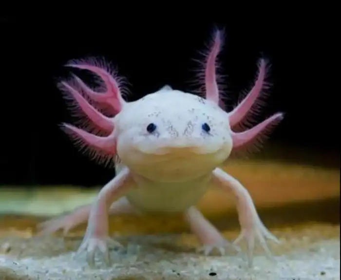 5 реальных животных, которые похожи на инопланетян