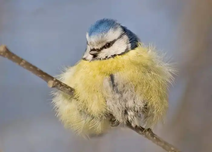 Почему ВСЕ птицы не улетают на юг? Как и зачем зимовать в холодах?