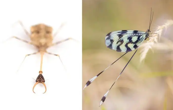 Нитекрылка: Из грязи в князи. Как личинка превращается из кровожадного мясника в манерного дворянина