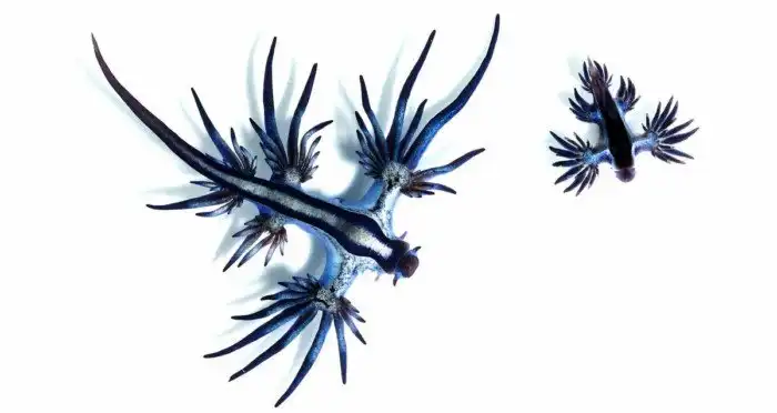 Медузу португальский кораблик боятся все. А она боится этого существа. Почему?