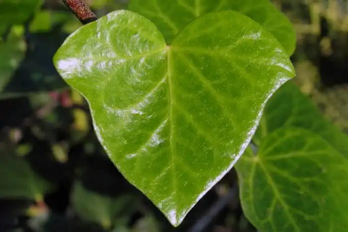 Как изображение сердечка стало символом любви