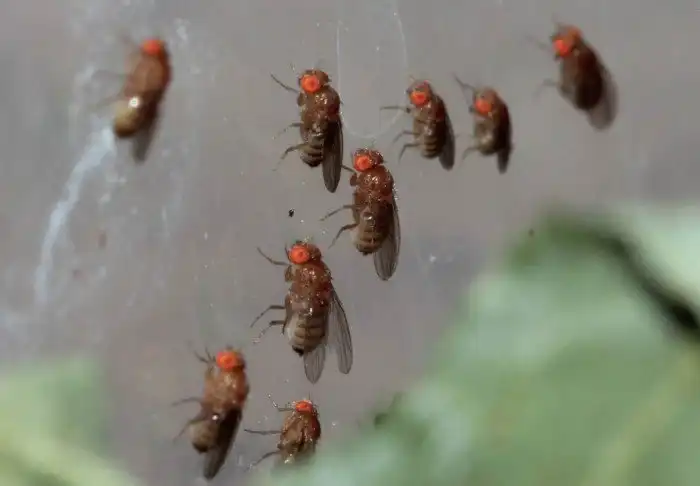 Откуда берутся эти крошечные мошки в квартире круглый год? Ответ может навсегда отбить желание есть фрукты и овощи