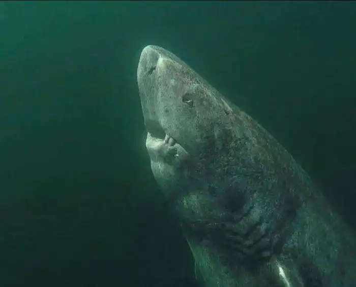Гренландская акула: Она охотится с помощью рачков на своих глазах, а готова к размножению только в 150 лет