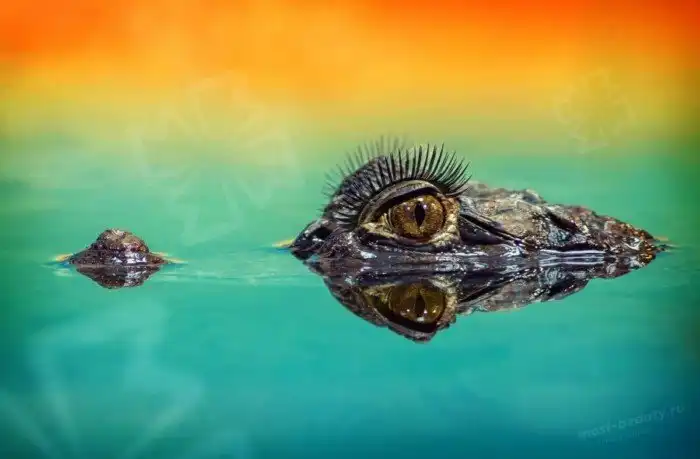 Самые необычные и красивые виды крокодилов