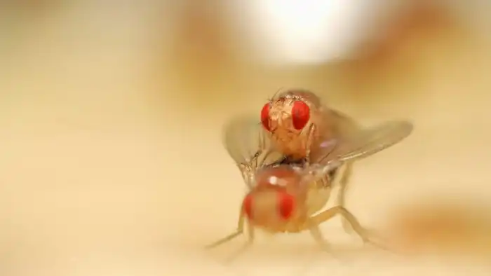 Что такое Суперсамец и Суперсамка у мух дрозофилов, людей и других существ