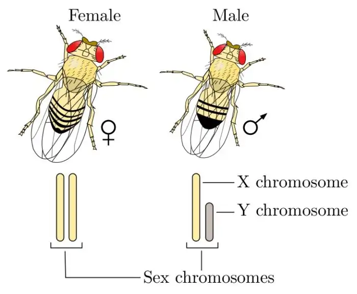 Что такое Суперсамец и Суперсамка у мух дрозофилов, людей и других существ
