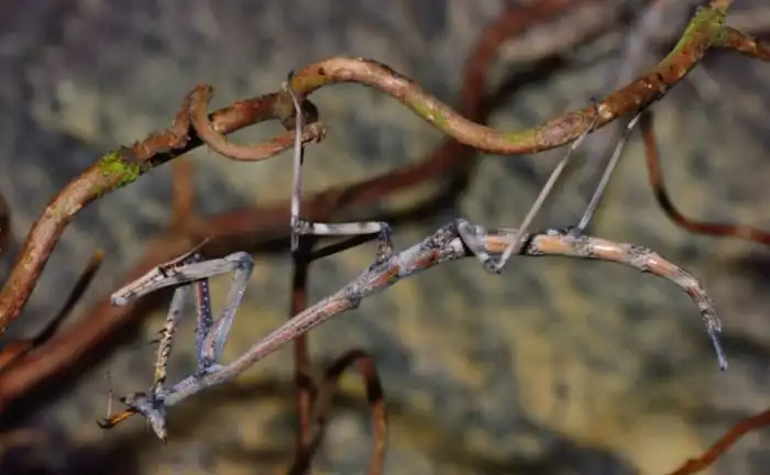 Веточный богомол: Большой, но незаметный. Как живут «кусачие ветки»?