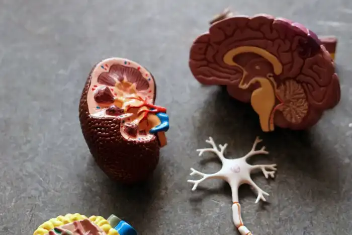 Сколько лет можно прожить, если все время пересаживать себе новые органы