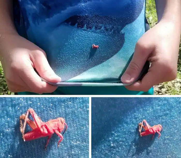 17 привычных вещей и животных, цвет которых может стать для вас полной неожиданностью