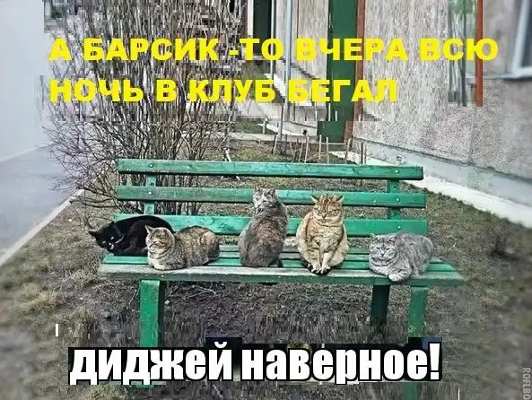 Картинки с котами и про котов