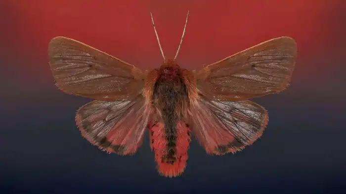 Что за странные гусеницы вылазят зимой из под снега?