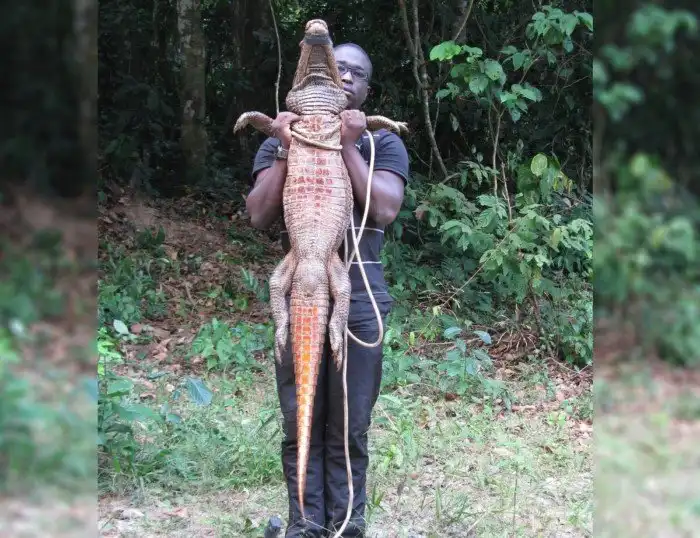 Оранжевые крокодилы: Пещерные крокодилы это настоящая сенсация в зоологии. Живут в едкой щёлочи и едят летучих мышей!