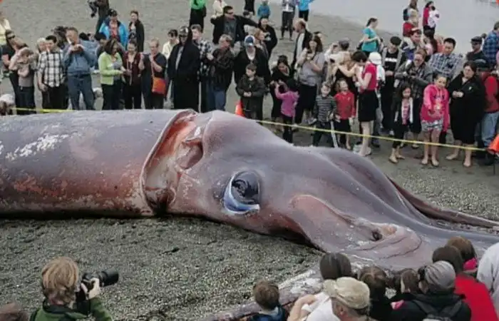 Откуда на глубине такие монстры-гиганты, ведь там мало пищи