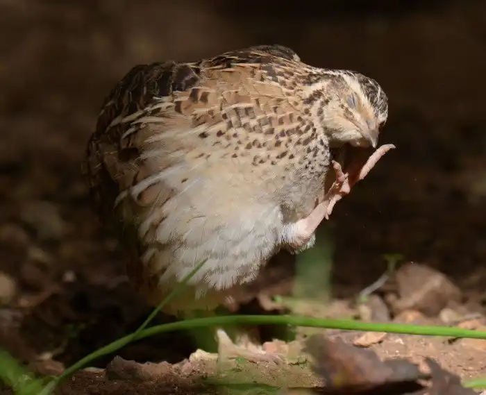 Перепёлка: Ядовитое мясо. Почему диких перепёлок нельзя есть, а домашних можно?