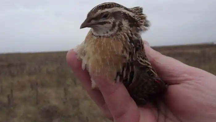 Перепёлка: Ядовитое мясо. Почему диких перепёлок нельзя есть, а домашних можно?
