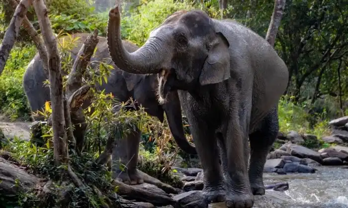 Индийский слон: Как сегодня обращаются в Индии со священным зверем?