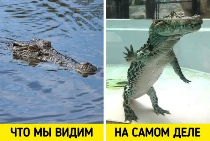 20+ фотографий для тех, кто думает, что его больше ничем не удивишь