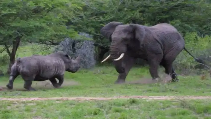 Чёрный носорог: Путь носорога – смерть. Самки вызывают самцов на поединок, чтобы проверить их силу