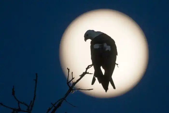 Вилохвостый коршун: Зачем грозному хищнику выглядеть как ласточка и использовать её "приколы"?