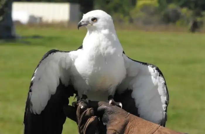 Вилохвостый коршун: Зачем грозному хищнику выглядеть как ласточка и использовать её "приколы"?