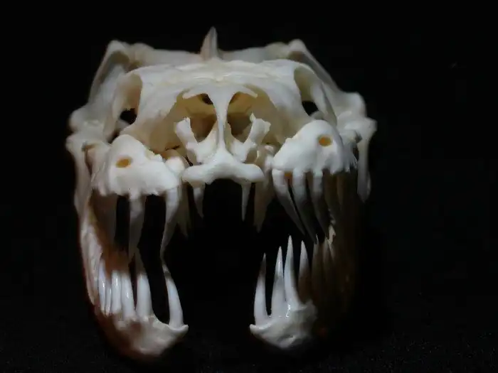 Какой максимум размера добычи у крупнейших змей планеты? Сравнение 5 топовых рептилий