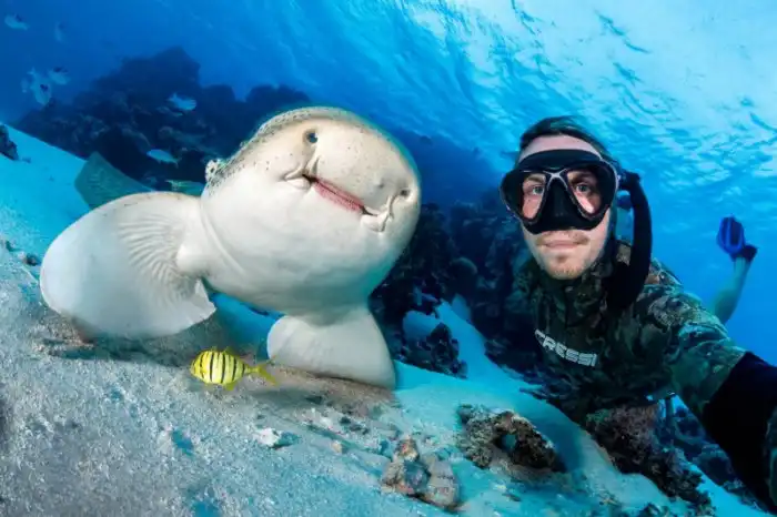 Акула-нянька: Няньки вышли на охоту. Почему странных акул назвали так смешно?