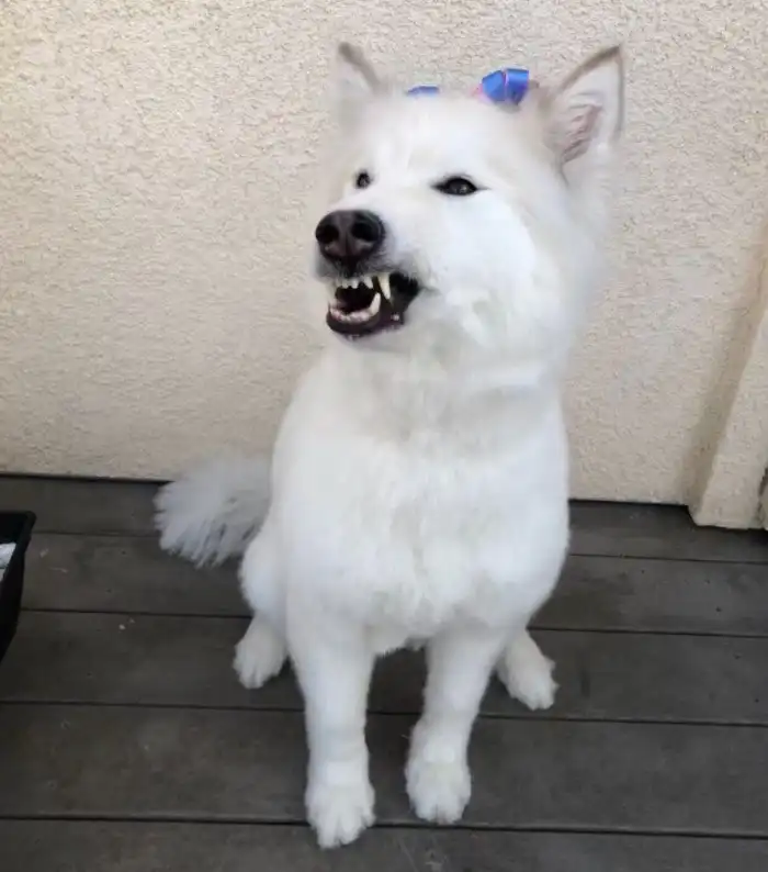 15 забавных морд, фотографии которых немного не удались