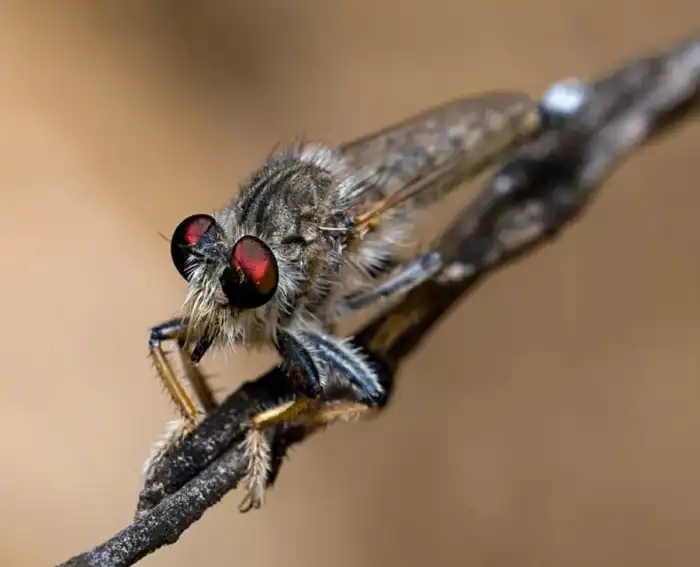 Гигантский ктырь: Элита боевой авиации среди насекомых. Охотник на шершней и ос