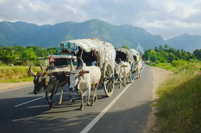 Почему цыгане ведут асоциальный образ жизни?