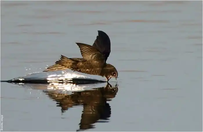 Чёрный стриж: Рождённый летать — ходить не способен. Птица, что по полгода не касается земли
