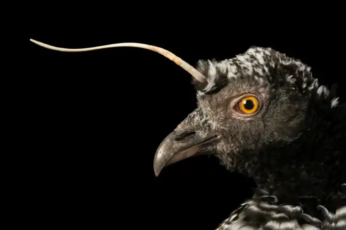 Рогатая паламедея: Ноготь на голове и заточки на крыльях. Странная птица из джунглей вооружена до зубов