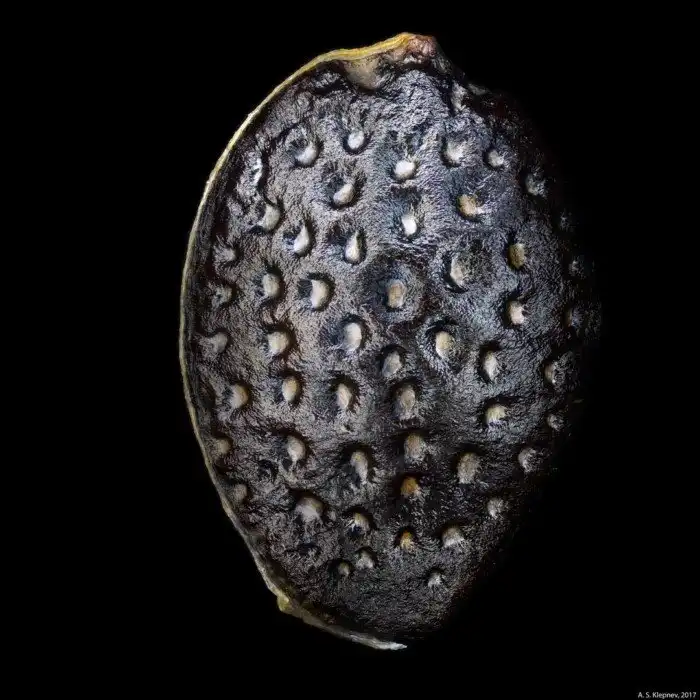 Весь мир в одном семечке: 20 невероятных фото под микроскопом семян растущих рядом